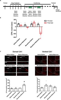 A Conditioning-Strengthened Circuit From CA1 of Dorsal Hippocampus to Basolateral Amygdala Participates in Morphine-Withdrawal Memory Retrieval